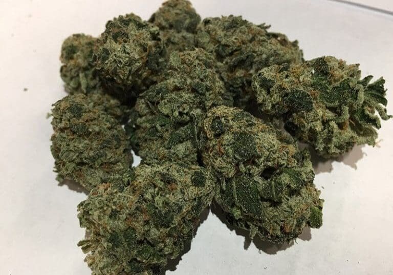 Louis XIII Louis XIII flower grown by High Desert Relief