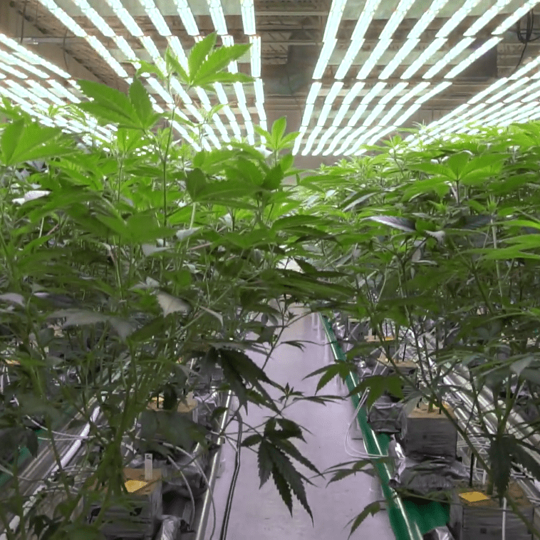 Screenshot 2022-11-25 at 11-50-17 HDR Grow Tour Screenshot 2022-11-25 at 11-50-17 HDR Grow Tour